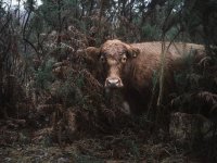 crookham church cows (2 of 4) - B0003875.jpg