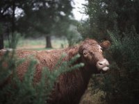 crookham church cows (3 of 4) - B0003883.jpg