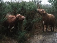 crookham church cows (4 of 4) - B0003897.jpg