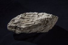 Fossils 025.jpg