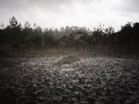 Velmead Woods - Wet (1 of 4) - B0004044.jpg