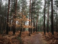 Velmead Woods - Wet (3 of 4) - B0004064.jpg
