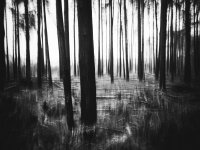 Velmead Woods - Wet (4 of 4) - B0004097.jpg