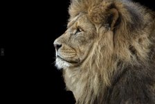 Lion - TW_DxO_TP_lion edit_90.jpg