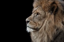 Lion King.jpg