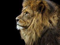 Lion - TWs.jpg