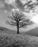 Lonely Tree.jpg
