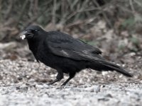 Crow-2.jpg