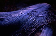 Frozen Log.jpg