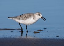 sanderling131022.jpg