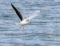 littlegull120223c.jpg