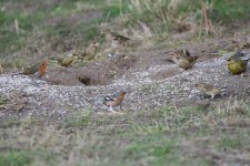 DSC_0496_1.JPG DSC_0496_1.JPG