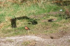 DSC_0442_1.JPG DSC_0442_1.JPG