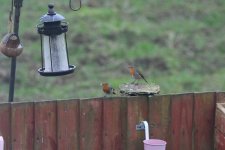 DSC_0399_1.JPG DSC_0399_1.JPG