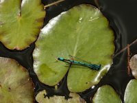 041 Common Blue Damselfly in Haytor Quarry-0873 PS Adj.jpg