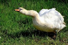 Swan with wavy neck HX90 DSC00923.jpg