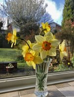 daffodils_in_the_sun.jpg