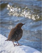 Bird 5.jpg