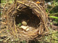 Abandoned nest Ixus 70 IMG_4332.JPG