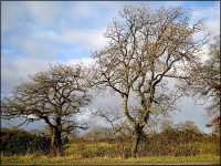 Bare trees clouds and blue sky Ixus 70 0606.jpg