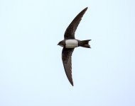 alpineswift210323b.jpg