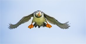 Puffin 1.jpg Puffin 1.jpg