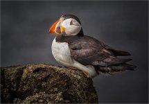 Resting_Puffin 2.jpg Resting_Puffin 2.jpg