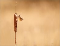 Wren_On_Bullrush 3.jpg Wren_On_Bullrush 3.jpg