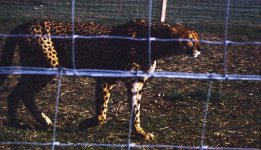 LEOPARD copy.jpg