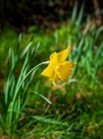 Spring-2.jpg