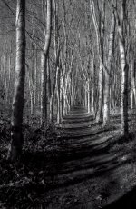 Symmetrical Trees.JPG Symmetrical Trees.JPG