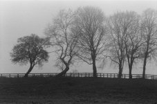 Fence in the Fog.JPG