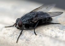 fly010423.jpg