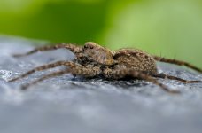 wolfspider010423b.jpg