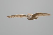 Barn owl 1.jpg