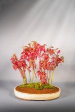 Bonsai Atropurpurea Light.jpg