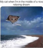 Dreamcat.jpg