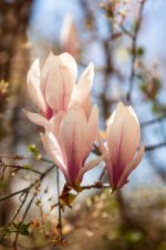 Magnolia Flowers.JPG
