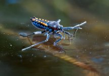 watercricket070423.jpg
