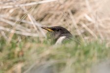Ring ouzel head.jpg