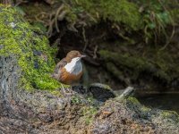 Dipper-5.jpg