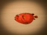 Fish.jpg
