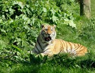 OPF_Whipsnade 063aaa.jpg