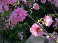 DSCF6579.JPG