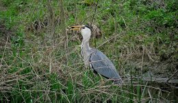 F Heron.jpg