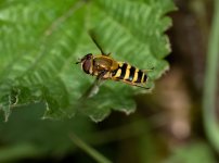 hoverfly060523.jpg