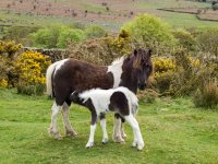 032 Pony anf Foal on Nattor 01-1000954 PS Adj.JPG