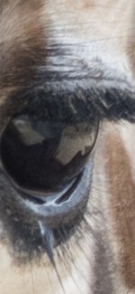 42561AFD-801E-4AF8-A336-6ED987E4B4F9.jpeg 42561AFD-801E-4AF8-A336-6ED987E4B4F9.jpeg
