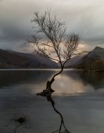 Lone Tree of Snowdonia Leica-1001043 PS adj Resized for upload cropped.jpg