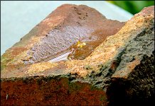 Rain water in broken brick in Garden FZ82 P1010208.JPG